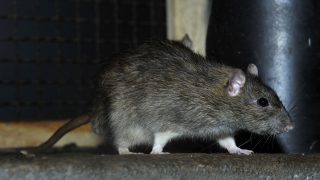1,6 milliárdot költenek a budapesti patkányokra