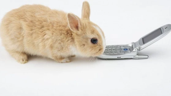 Otthonainkban már több a digitális eszköz, mint az élőlény