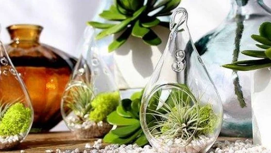 Leheletnyi szépségükkel dekorálnak a különleges floráriumok